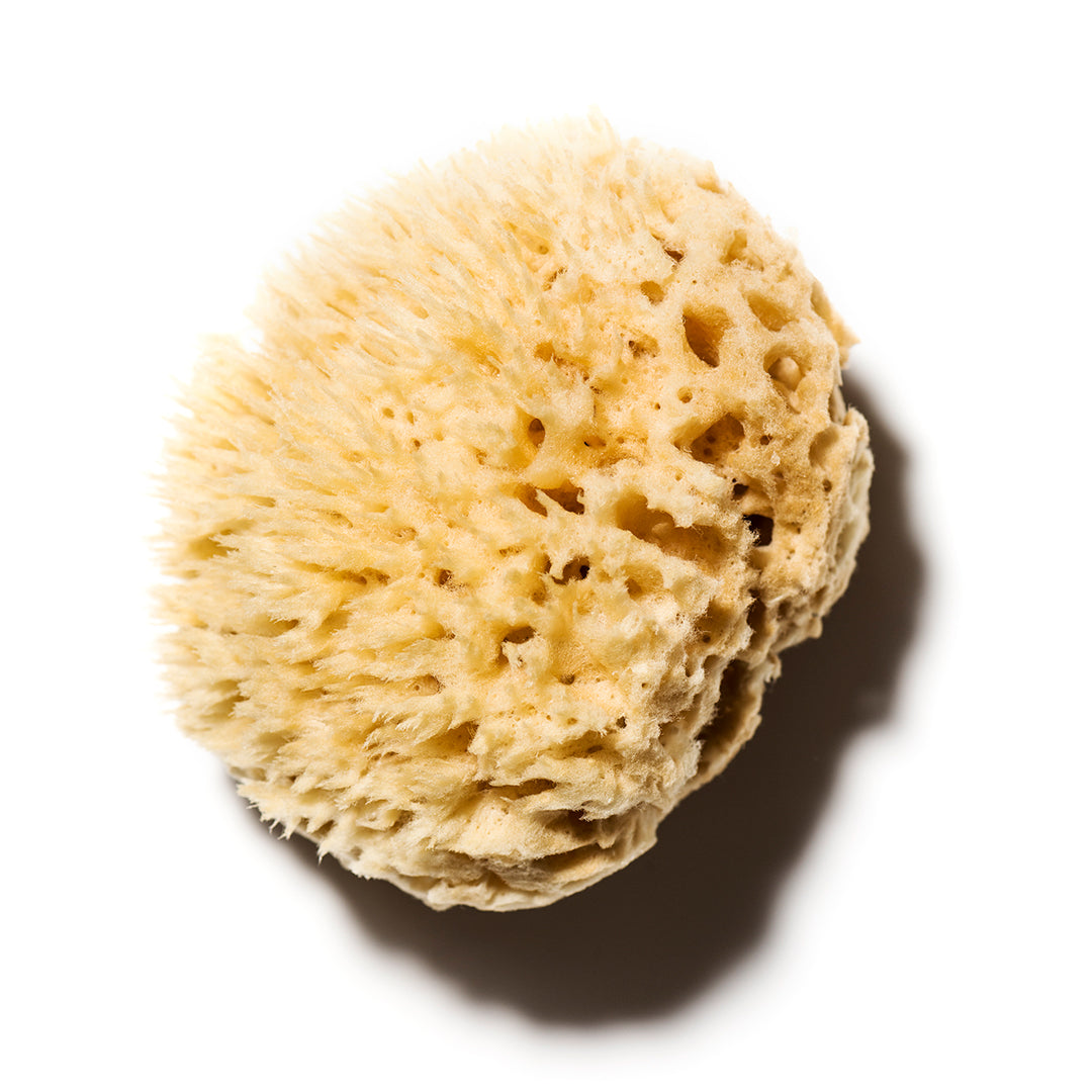 Paradise Goods Natural Yellow Sea Grass Sponge 5 INCHES. Perfect for Bath, Shower and Body Care. Softly Rough But Not Skin Irritating. Lathers & Washes Really Well 5